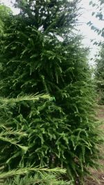 Larix (Larice) - imagine 3