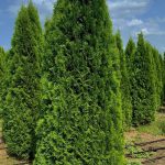 Thuja Smaragd