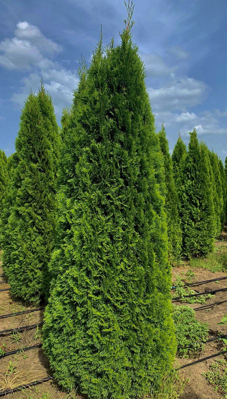 thuja Thuja Smaragd - imagine 1