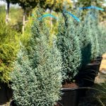 Chamaecyparis Blue Surprise