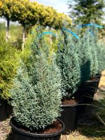 Chamaecyparis Blue Surprise