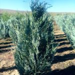 Chamaecyparis Columnaris