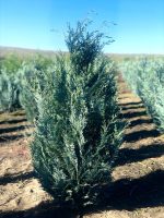 Chamaecyparis Columnaris