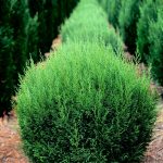 Blue Jeans Cupressocyparis leylandii Ball