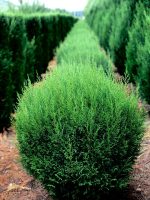 Blue Jeans Cupressocyparis leylandii Ball