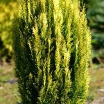 Chamaecyparis  Aurea
