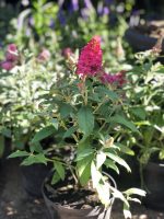 Buddleja davidii - imagine 7