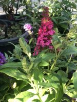 Buddleja davidii - imagine 6