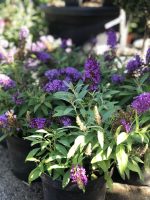 Buddleja davidii - imagine 5