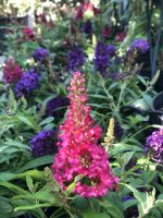 Buddleja davidii - imagine 4