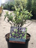Buddleja davidii - imagine 3