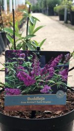 Buddleja davidii - imagine 2