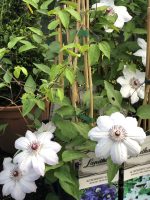 Clematis asortiment - imagine 8