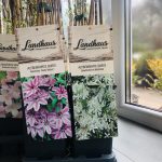 Clematis asortiment - imagine 6