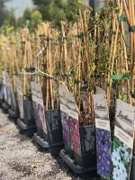 Clematis asortiment - imagine 5