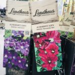 Clematis asortiment - imagine 7