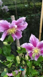 Clematis asortiment - imagine 2