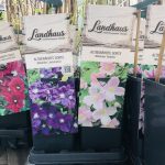 Clematis asortiment - imagine 4