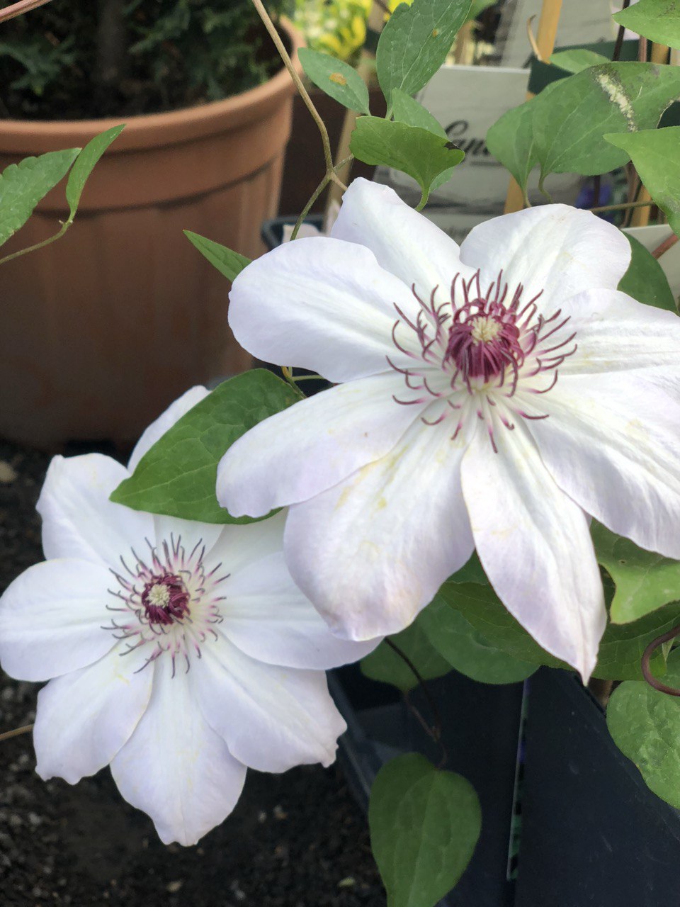 clematis liana