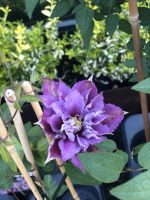 Clematis asortiment - imagine 3