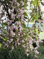Wisteria (Glicina) - imagine 7