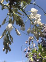 Wisteria (Glicina) - imagine 9