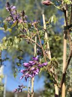 Wisteria (Glicina) - imagine 6