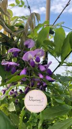 Wisteria (Glicina) - imagine 4