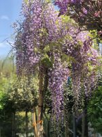 Wisteria (Glicina) - imagine 3