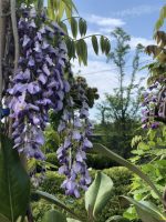 Wisteria (Glicina) - imagine 2