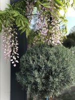 Wisteria (Glicina) - imagine 8