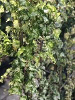 Hedera (iedera) - imagine 2