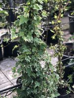 Hedera (iedera) - imagine 3