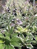 Hosta (asortiment) - imagine 5