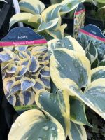 Hosta (asortiment) - imagine 4