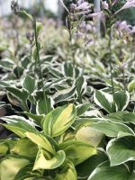 Hosta (asortiment) - imagine 3