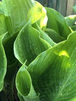 Hosta (asortiment) - imagine 6