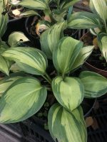 Hosta (asortiment) - imagine 7