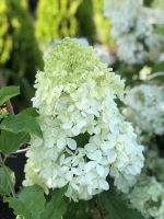 Hydrangea paniculata (asortiment) - imagine 2