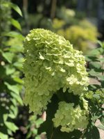 Hydrangea paniculata (asortiment) - imagine 4
