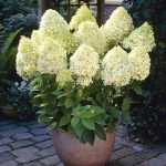 Hydrangea paniculata (asortiment) - imagine 5
