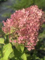 Hydrangea paniculata (asortiment) - imagine 6