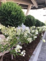Hydrangea paniculata (asortiment) - imagine 7