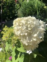 Hydrangea paniculata (asortiment) - imagine 9