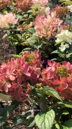 Hydrangea paniculata (asortiment) - imagine 11