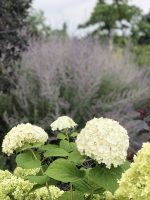 Hydrangea Annabelle - imagine 4