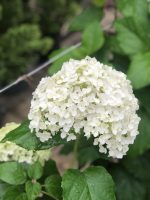 Hydrangea Annabelle - imagine 5