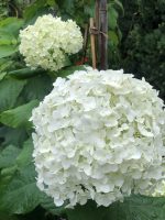 Hydrangea Annabelle - imagine 6