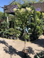 Hydrangei altoite pe trunchi - imagine 2