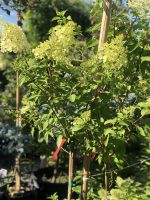 Hydrangei altoite pe trunchi - imagine 3